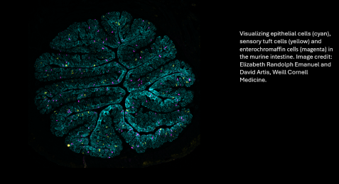 Visualizing Epithelial Cells